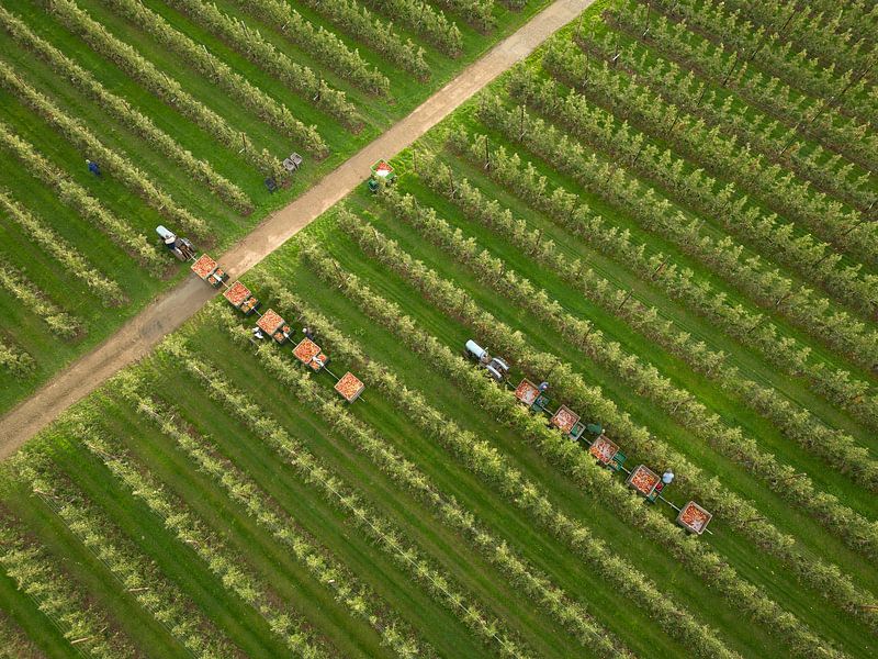 Chariots de cueillette dans le verger par Moetwil en van Dijk - Fotografie