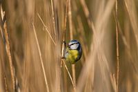 Eurasian blue tit