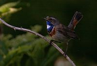 Gorgebleue dans la forêt