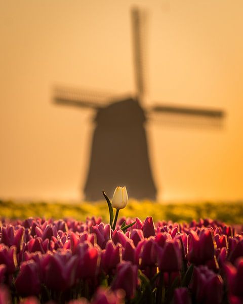 Excellent white for old windmill. by Dennis Werkman