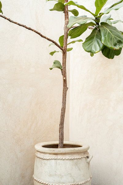 Pflanze in einem Topf in Marrakesch | Reisefotografie in Marokko von Henrike Schenk