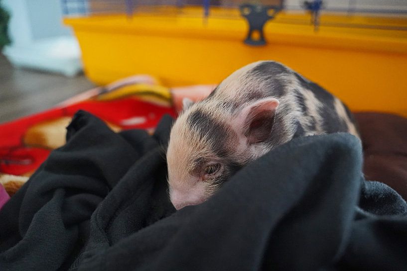 mini-porc pie en élevage manuel par Babetts Bildergalerie