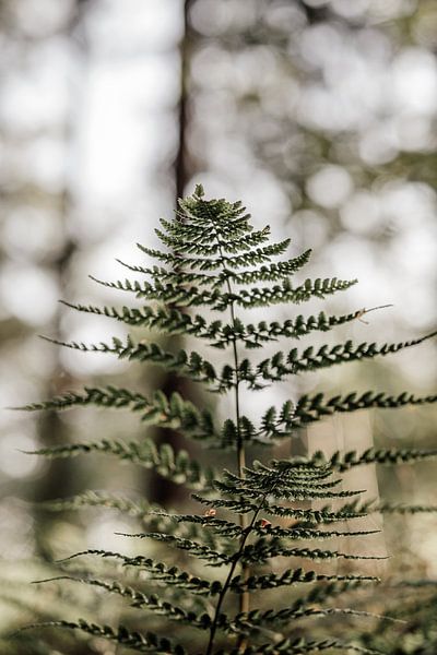 Ferns by Tessa in Focus