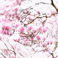 Schillernde Magnolien