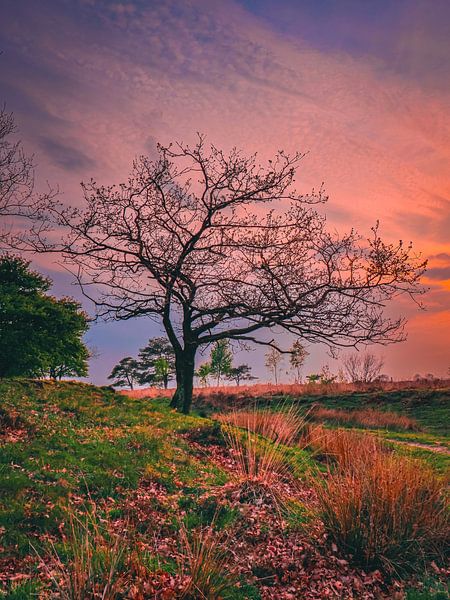 Untergang von snippefotografie