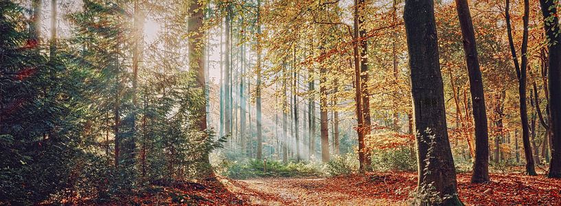 sun harps in the autumn forest in panorama view by eric van der eijk
