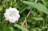 Eine Blume in der Natur