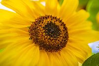 Sunflower: symbol of optimism and vitality