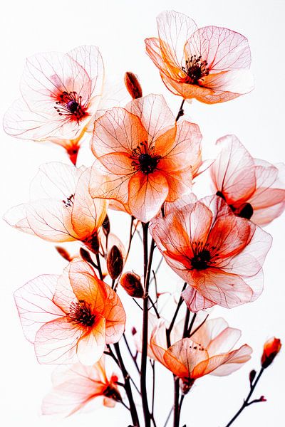 Zarte Blüten im Licht von Max Steinwald