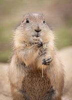 Prairie Dog