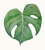 Gatenplant Philodendron Monstera 2