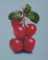 Branche de cranberry