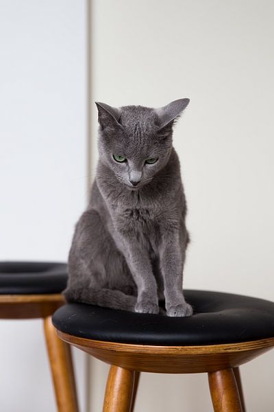 Russisch Blau Katze Amelie von Janine Bekker Photography