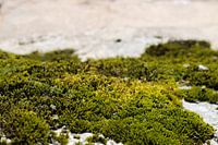 moss