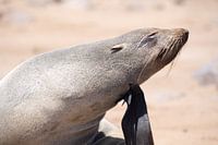 Otaries à fourrure du Cap