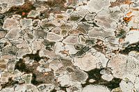 Abstract art of nature, natural rock drawing in moss