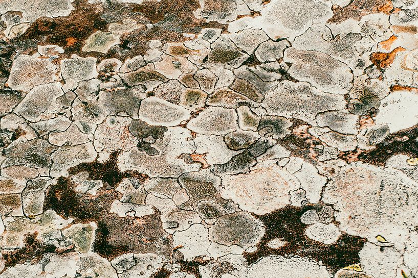 Abstrakte Kunst der Natur, natürliche Felszeichnung in Moos von Andrea de Grauw
