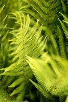 botanical design, green ferns , fine art nature photo