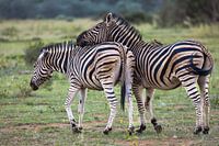 Zebra Friendship in the African savannah