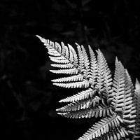 Fern leaf in moody black and white | botanical print