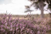 Blühendes violettes Heidekraut in den Niederlanden