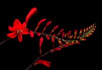 "Grace" - Red Lobelia auf schwarzem Hintergrund