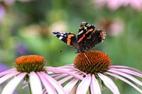 Butterfly on the red sunflower