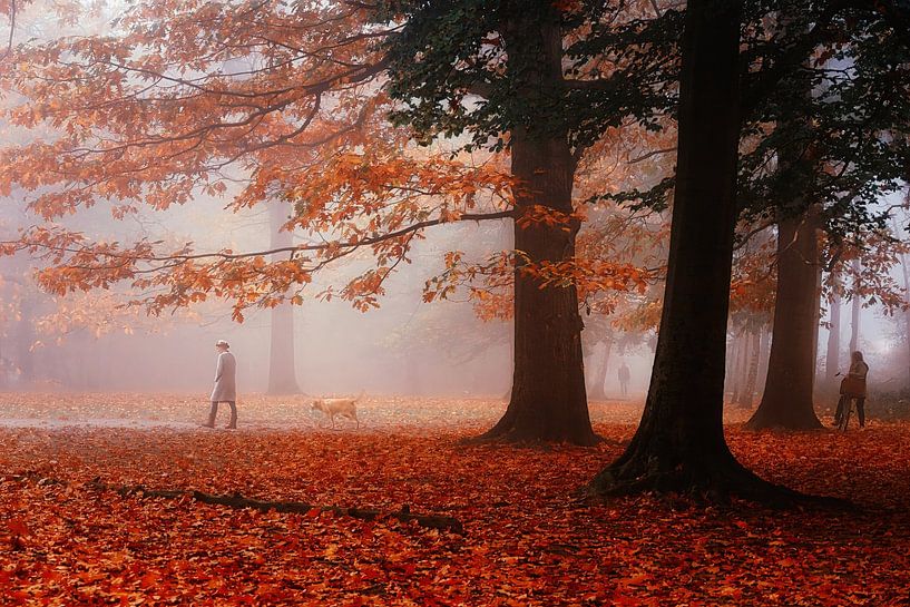 Small story of a foggy morning in the Mastbos. by Saskia Dingemans Awarded Photographer