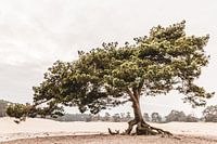 Pine tree on a sand drift