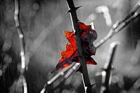 Dornenzweig mit einem Herbstblatt