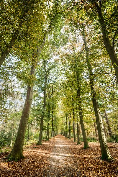 Chemin de la forêt de Plantloon par Mark Bolijn
