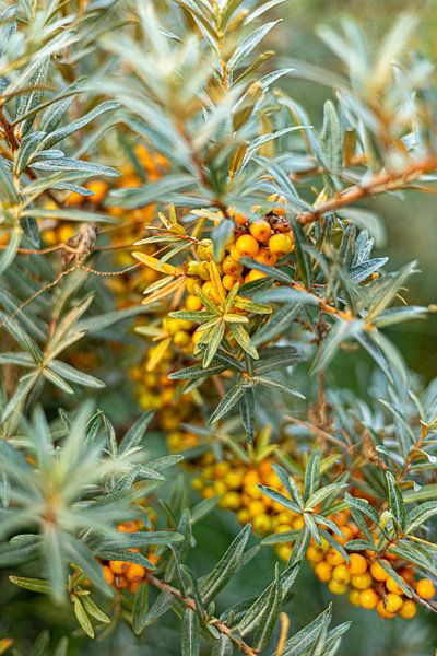 Summer flowers | Netherlands | August | photo of nature by Rebecca van der Schaft
