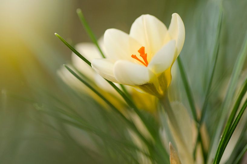 Dreamy. by Margo Biewinga