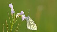 Green-veined white on a cuckoo flower.