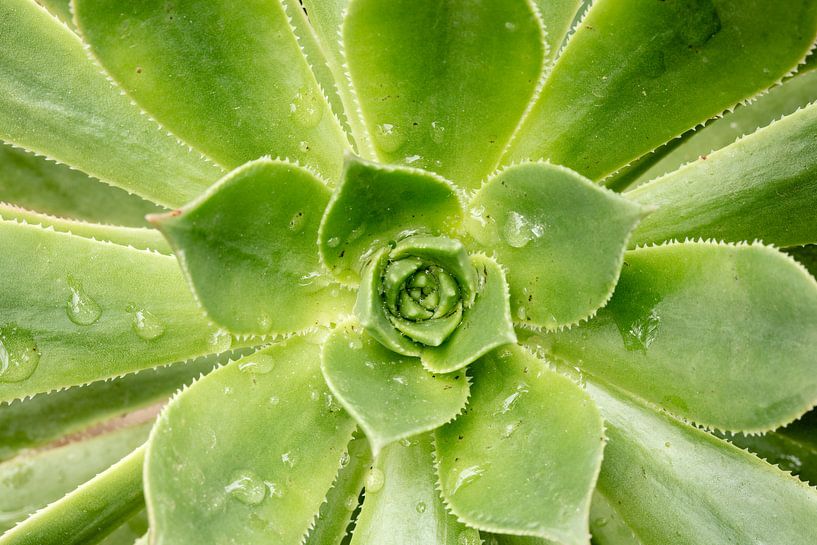 Macro par Steven Hendrix