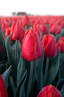 Une matinée croustillante