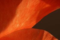 Orangefarbenes Makro