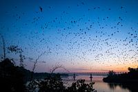 Foto gemaakt tijdens de uitvlucht van vleermuizen bij de batcave in Hpa-An in Myanmar
