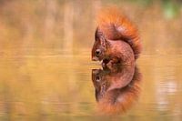 Mirror mirror who is .......