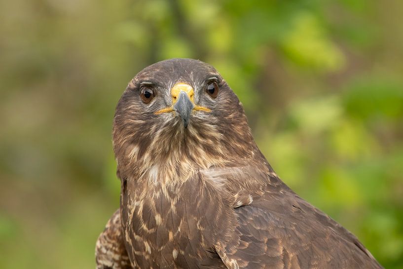 Portrait Buse variable par Tanja van Beuningen