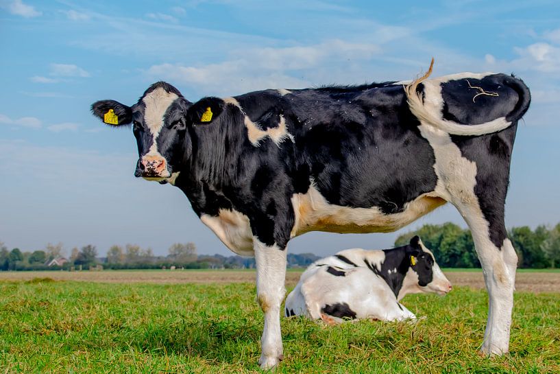 Kuh mit Aussicht von Brigitte Alphenaar