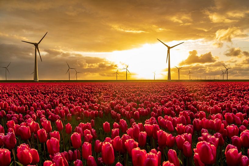 Rote Tulpen auf einem Feld mit Windrädern im Hintergrund von Sjoerd van der Wal Fotografie
