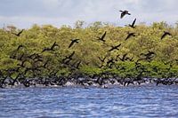 École de cormorans en vol