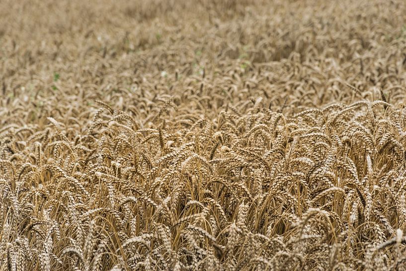 Grain par Patrick Verhoef