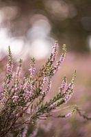 Nahaufnahme von Heather in den Niederlanden