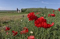Poppy Flower in front West Kennet long barrow