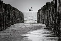 Mouette entre les brise-lames