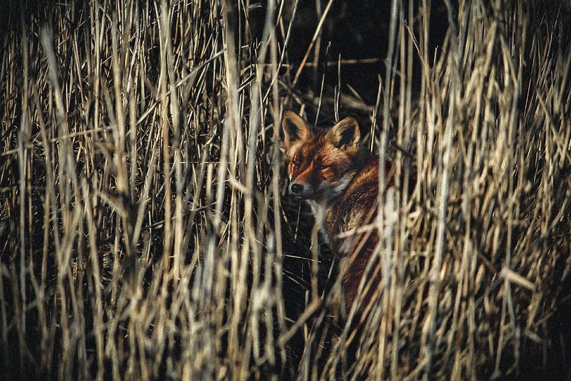 Vos par Dinand Delft