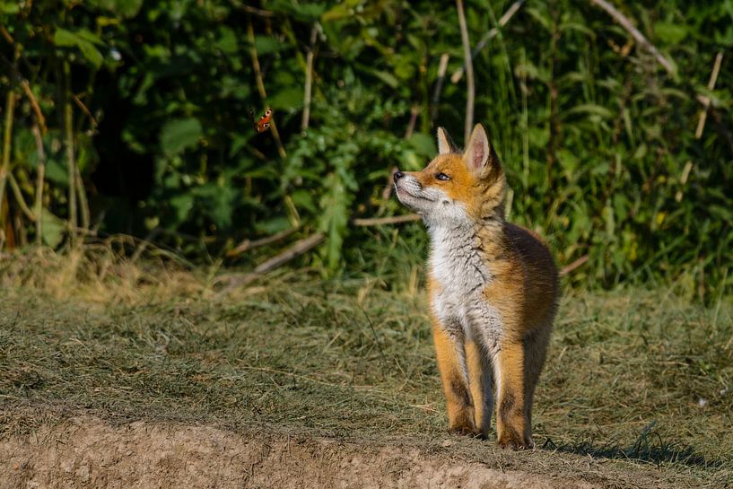 Der Fuchs und der Schmetterling von Richard Guijt Photography