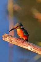 Martin-pêcheur sur une branche